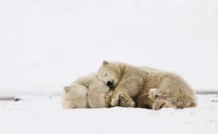 Des ours polaires au Canada.