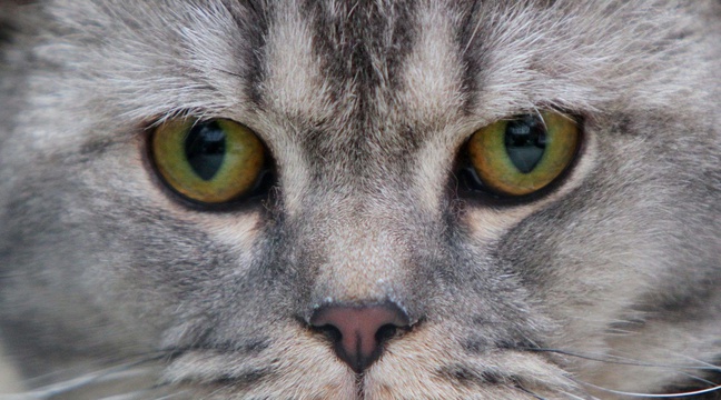 Chat hautes pyrenees