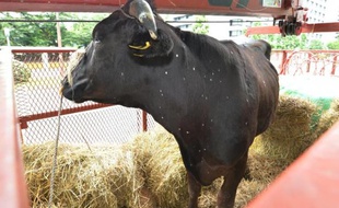 Des agriculteurs de la région de Fukushima ont installé à Tokyo l'une de leurs vaches radioactive et malade, le 20 juin 2014