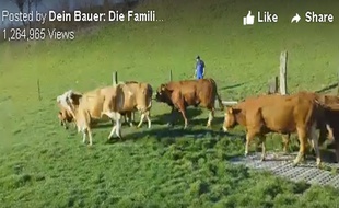 Ces vaches suisses ont fait rire Facebook.