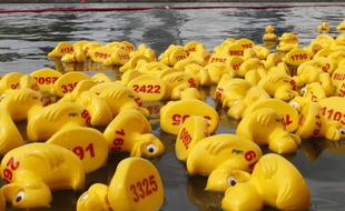 Une course de canards en plastique (photo d'illustration