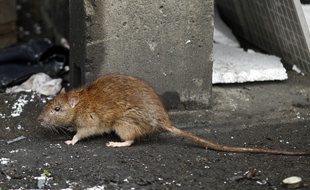 Illustration d'un rat en ville.