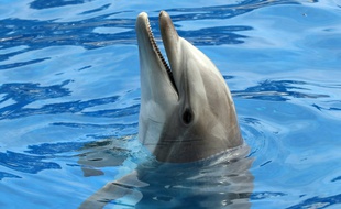 Un dauphin au Marineland d'Antibes, en mars 2016 (illustration).