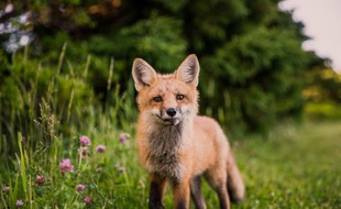 Renard intrigué par l'objectif