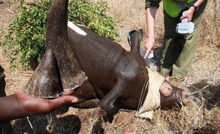 Le nombre de rhinocéros tués illégalement dans les parcs du Zimbabwe est passé de 30 en 2010 à 23 pour 2011, a rapporté la presse lundi.
