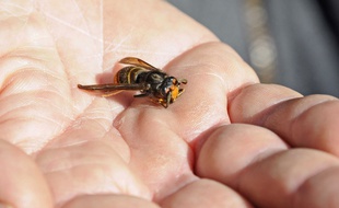 Les frelons asiatiques sont très myopes et ne parviennent pas à passer dans les mailles de la harpe électrique.