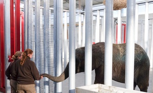 Arrivée de l'éléphanteau Shawu au parc zoologique de La Teste-Arcachon, le 29 avril 2016
