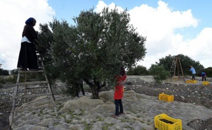 Des femmes récoltent des olives dans le village de Mornag, près de Tunis, le 6 novembre 2015