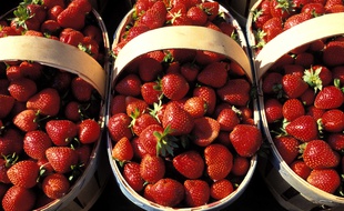 Les fraises de Carpentras sont confrontées à la concurrence directe des fraises espagnoles.