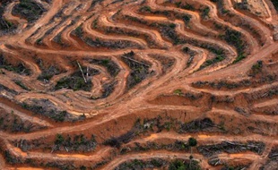 Photographie aérienne du 24 février 2014 au-dessus de la province centrale de Kalimantan dans l'île indonésienne de Bornéo, où de s'observent des zones de déforestations