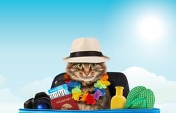 Quelles questions à se poser avant de partir en voyage avec son chat ?