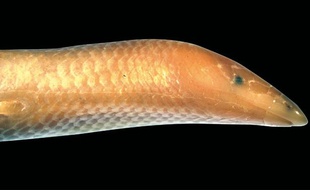 Le lézard Moby Dick découvert fin 2012 à Madagascar.