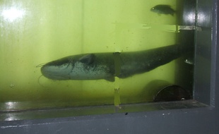Un silure dans la passe à poissons de Golfech.