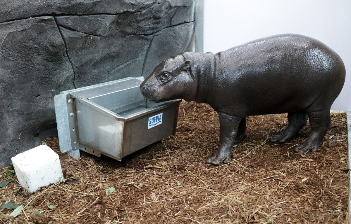 Mulhouse : Toni, une femelle hippopotame pygmée devient la nouvelle star du zoo