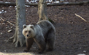 Illustration d'un ours slovène.