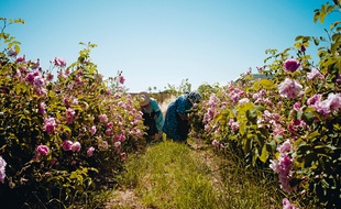 La cueillette de la rose de mai