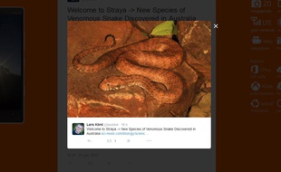 Capture d'écran d'un tweet montrant le nouveau serpent.