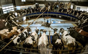 A la ferme dite des 1.000 vaches dans la Somme en 2017. (archives)