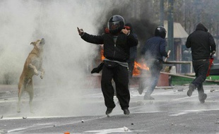 Un chien pris dans les gaz lacrymogène au côté de manifestants grecs lors de protestations à Athènes, le 2 février 2008.