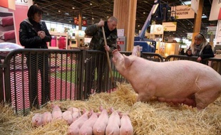 La France a perdu un million de cochons en dix ans et les deux tiers des exploitations porcines, au profit d'une forte concentration des élevages, selon une enquête du service statistique du ministère de l'Agriculture.