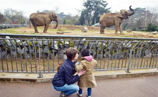Les deux éléphants malades, Népal et Baby, étaient hier encore visibles de près.