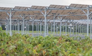 Au Domaine des Nidolères, près de Perpignan, des panneaux solaires ont été installés au-dessus de 4,5 ha de futures vignes. Un atout pour s'adapter au changement climatique?
