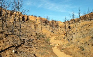 En août dernier, près de 3.000 hectares de forêts ont brûlé au nord de Marseille.