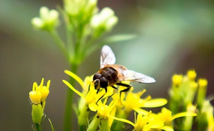 Une abeille qui butine. Illustration;
