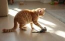 Pourquoi votre chat dépose-t-il ses proies chez vous ? Le vrai sens de ce comportement et comment réagir pour renforcer votre lien