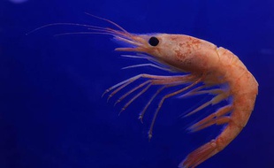 Une crevette nage dans les eaux islandaises.