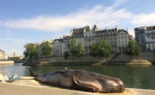 Un cétacé s'est échoué à Paris