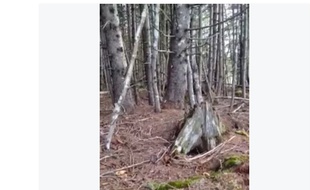 Capture d'écran d'une vidéo tournée par Brian Nutall le 31 octobre 2015 d'une forêt de Nouvelle-Ecosse (Canada) qui «respire».