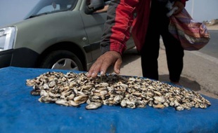 Des milliers de chômeurs foncent chaque matin sur le littoral atlantique marocain en particulier entre Rabat et Casablanca (ouest) pour collecter des tonnes de moules, une surexploitation qui menace l'écosystème marin de cette région très urbanisée, selon les experts.
