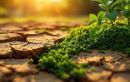 Fortes chaleurs et fissures au jardin : ce geste à faire ce soir pour protéger votre sol et éviter de gros dégâts