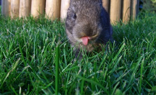 Un lapin (illustration).