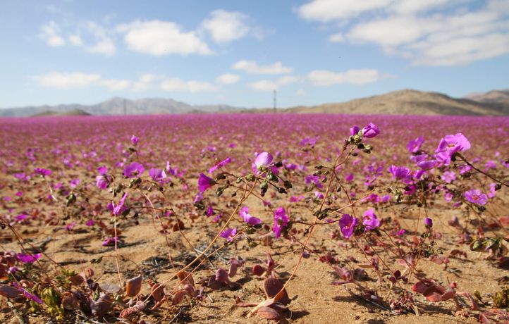 Das ist der Anfang vom Ende - Pagina 18 722x460_topshot-view-of-the-atacama-desert-covered-by-flowers-in-copiapo-chile-taken-on-july-10-2024-the-atacama-desert-the-driest-desert-on-the-planet-was-dressed-in-a-suit-of-purple-and-white-flowers-several-kilometers-long-this-week-which-appeared-thanks-to-the-unusual-rains-recorded-in-that-area-of-northern-chile-photo-by-patricio-lopez-castillo-afp