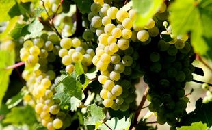 En 2018, les vendanges commenceront officiellement le 22 août pour le crémant et le 3 septembre pour les autres en Alsace.