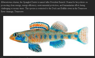 Capture d'écran du site du Tennessee Aquarium conservation institute, montrant le poisson Etheostoma obama.