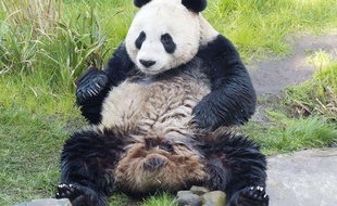 La femelle panda géant Tian Tian se prépare à l'accouplement, le 25 mars 2012, au zoo d'Edimbourg, en Ecosse.