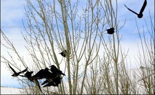 1er, 5 et 6 janvier 2006: décès en Turquie de trois frère et soeurs de Dogubeyazit (est). Ce sont les premiers morts hors d'Extrême-orient.