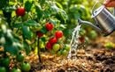Ne ratez pas ce moment clé de juin : l’erreur qui ruine la récolte de vos tomates et comment l’éviter dès aujourd’hui