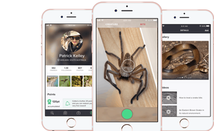 Une app pour identifier les serpents et les araignées