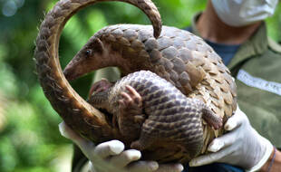 Un défenseur des pangolins reçoit le prix Goldman pour l'environnement 2021.