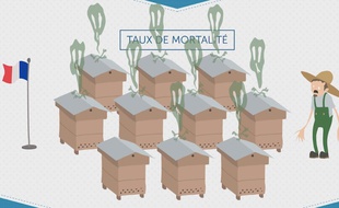 La disparition des abeilles, c'est grave docteur ?