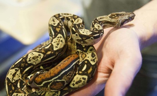 Un boa constrictor. Illustration.