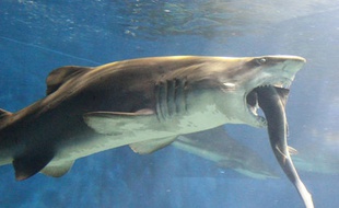 Un requin-taureau de 2,80m tente d'avaler un requin-corail de 1,60m dans un aquarium d'Ibaraki, au Japon, le 28 avril 2014.