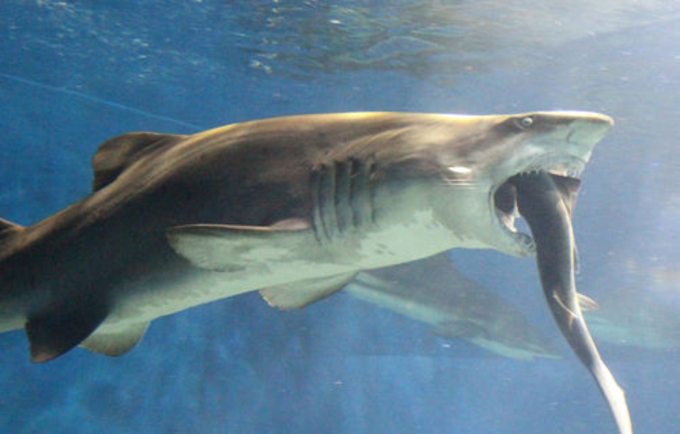 Un requin de 2,80m tente d’en avaler un autre vivant dans le même aquarium