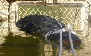 Le crocodile retrouvé par les autorités est âgé de 60 ans.