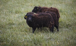 La Poste a choisi des moutons d'Ouessant, les plus doués pour la tonte de pelouse