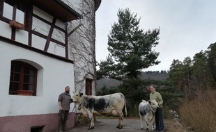 Dynamo, à droite, et Manioc, à gauche, participent à leur premier Salon de l'Agriculture.